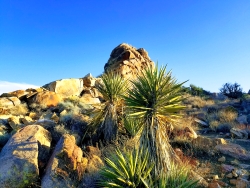 Live Oak rock formation